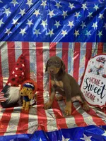 DOBERMAN, a female Doberman Pinscher for sale in Anaheim, CA – 1 of 10
