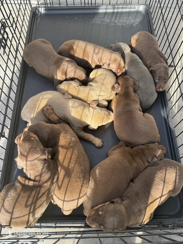 DOBERMAN – Doberman Pinscher puppy for sale in Anaheim, CA