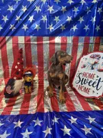 DOBERMAN, a female Doberman Pinscher for sale in Anaheim, CA – 9 of 10