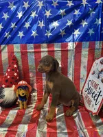 DOBERMAN, a female Doberman Pinscher for sale in Anaheim, CA – 7 of 10
