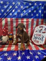 DOBERMAN, a female Doberman Pinscher for sale in Anaheim, CA – 10 of 10