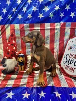 DOBERMAN, a female Doberman Pinscher for sale in Anaheim, CA – 8 of 10