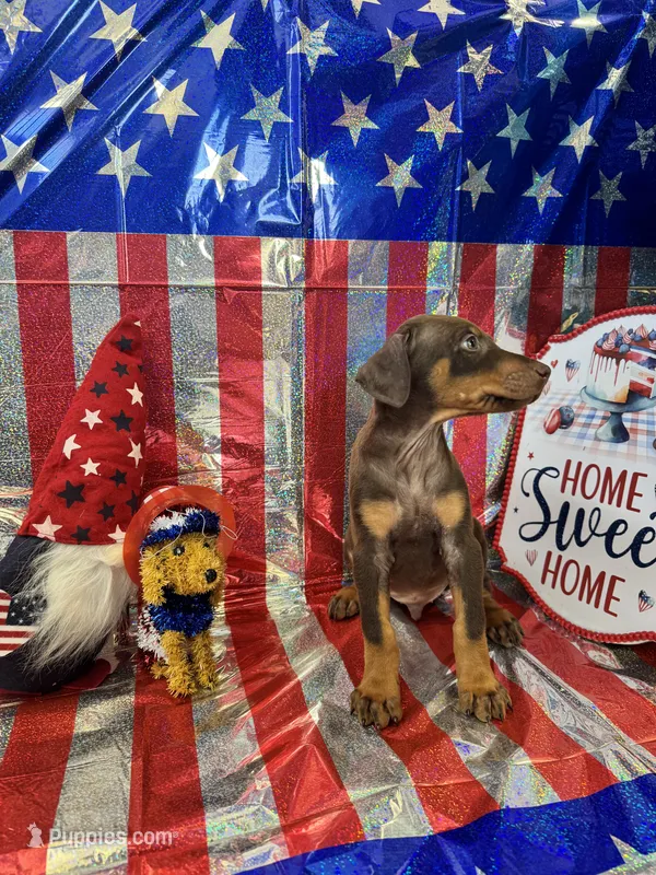 DOBERMAN, a female Doberman Pinscher for sale in Anaheim, CA – 1 of 8