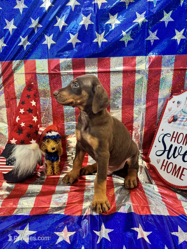DOBERMANS  – Doberman Pinscher puppy for sale in Anaheim, CA