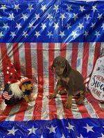 DOBERMAN, a female Doberman Pinscher for sale in Anaheim, CA – 4 of 10