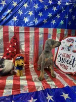DOBERMAN, a female Doberman Pinscher for sale in Anaheim, CA – 5 of 10