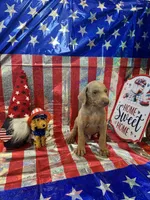 DOBERMAN, a female Doberman Pinscher for sale in Anaheim, CA – 3 of 10