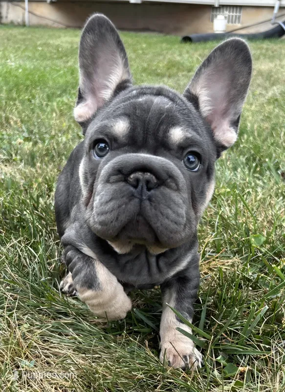 Tito – French Bulldog puppy for sale in Hagerstown, MD