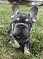 Tito, a male French Bulldog for sale in Hagerstown, MD – 1 of 5