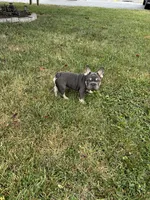 Tito, a male French Bulldog for sale in Hagerstown, MD – 3 of 5