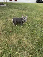 Tito, a male French Bulldog for sale in Hagerstown, MD – 5 of 5