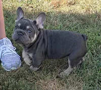 Tito, a male French Bulldog for sale in Hagerstown, MD – 2 of 5
