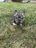 Tito, a male French Bulldog for sale in Hagerstown, MD – 4 of 5