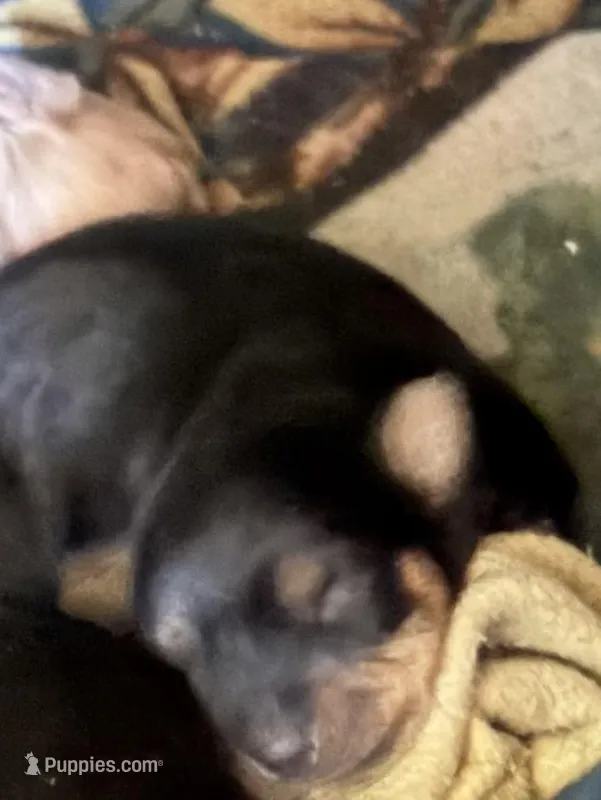 Aurora – Yorkshire Terrier puppy for sale in Corning, NY