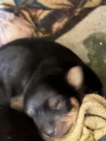 Aurora, a female Yorkshire Terrier for sale in Corning, NY – Photo 9 of 10