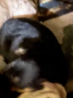 Aurora, a female Yorkshire Terrier for sale in Corning, NY – Photo 5 of 10