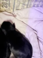 Aurora, a female Yorkshire Terrier for sale in Corning, NY – Photo 3 of 10