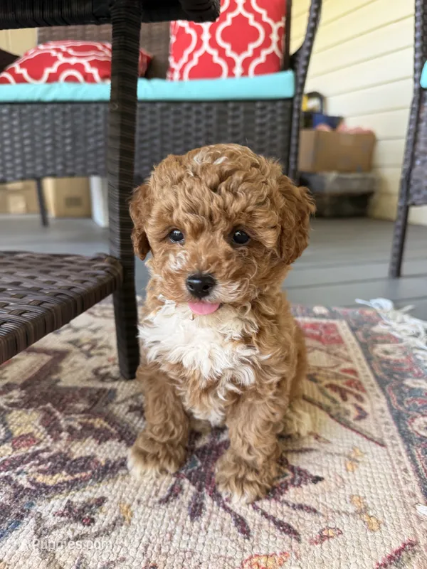 Socks – Poodle - Toy  puppy for sale in Griffin, GA
