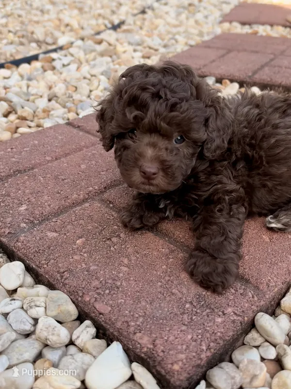 Coco – Poodle - Toy  puppy for sale in Griffin, GA