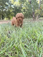 Little girl , a female Poodle - Toy  for sale in Griffin, GA – 8 of 8