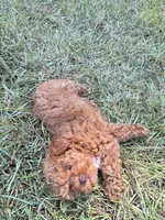 Linda, a female Poodle - Toy  for sale in Griffin, GA – 6 of 7