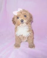 Sugar, a female Poodle - Toy  for sale in Griffin, GA – 3 of 9