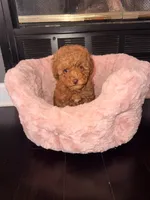 Little girl , a female Poodle - Toy  for sale in Griffin, GA – 3 of 8