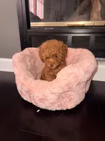 Little girl , a female Poodle - Toy  for sale in Griffin, GA – 5 of 8