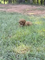 Linda, a female Poodle - Toy  for sale in Griffin, GA – 4 of 7