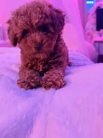 Lili , a female Poodle - Toy  for sale in Griffin, GA – 3 of 5