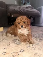Sugar, a female Poodle - Toy  for sale in Griffin, GA – 2 of 9