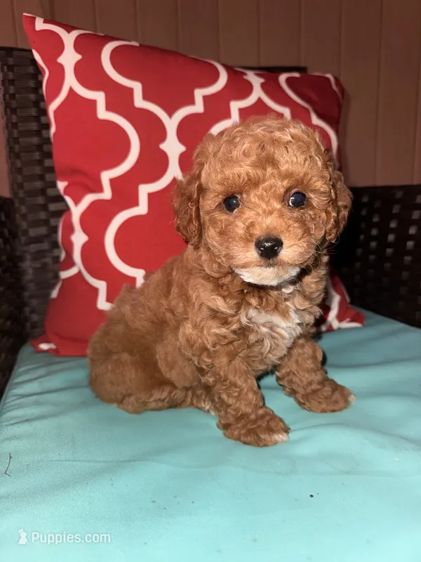Teddy – Poodle - Toy  puppy for sale in Griffin, GA