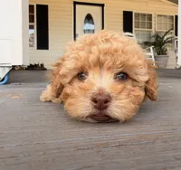 Blonde , a male Poodle - Toy  for sale in Griffin, GA – 2 of 7