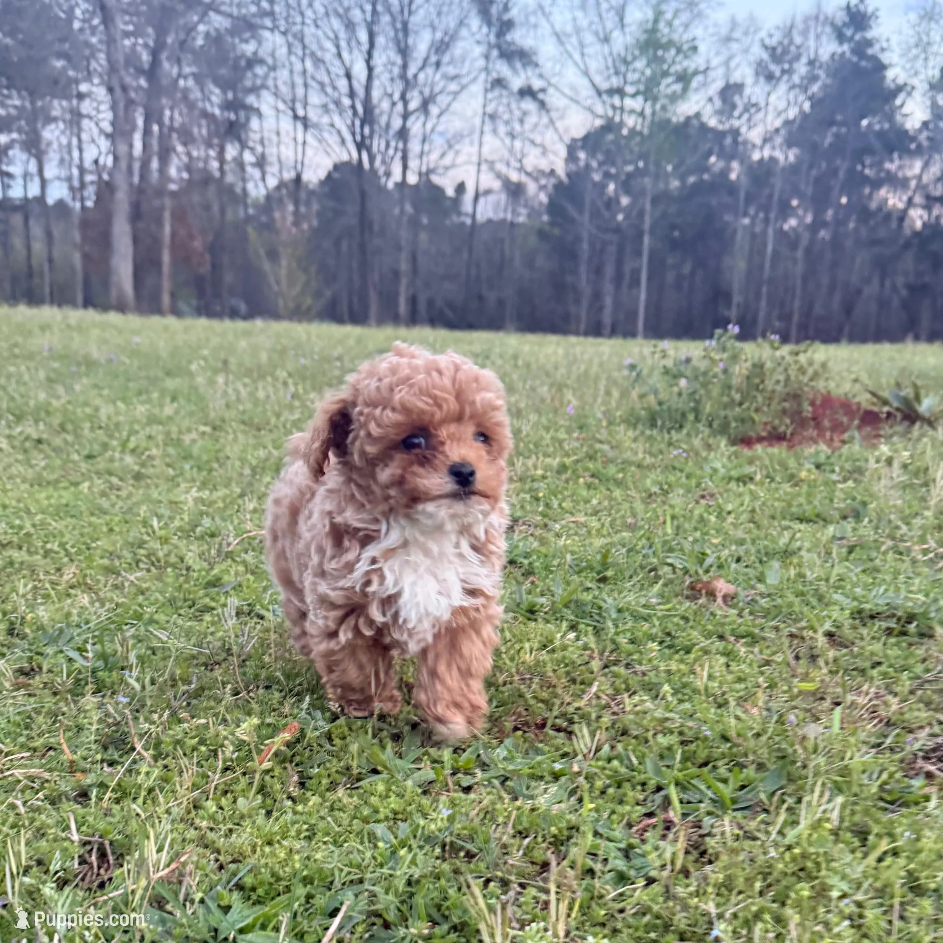 Lucas – Poodle - Miniature  puppy for sale in Griffin, GA