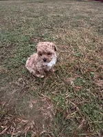 Lucas, a male Poodle - Miniature  for sale in Griffin, GA – Photo 6 of 6