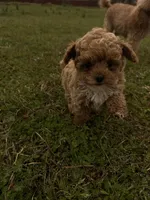 Lucas, a male Poodle - Miniature  for sale in Griffin, GA – Photo 2 of 6