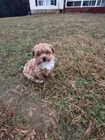 Lucas, a male Poodle - Miniature  for sale in Griffin, GA – Photo 3 of 6