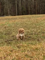 Lucas, a male Poodle - Miniature  for sale in Griffin, GA – Photo 4 of 6