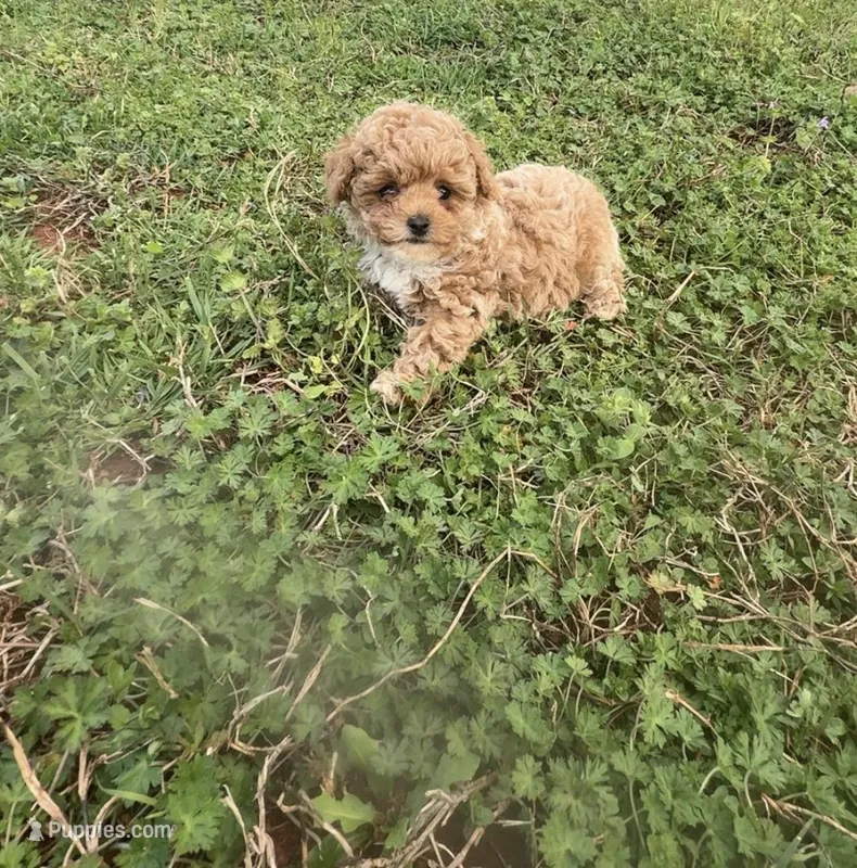 Lucas – Poodle - Miniature  puppy for sale in Griffin, GA