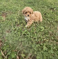 Lucas, a male Poodle - Miniature  for sale in Griffin, GA – Photo 1 of 6