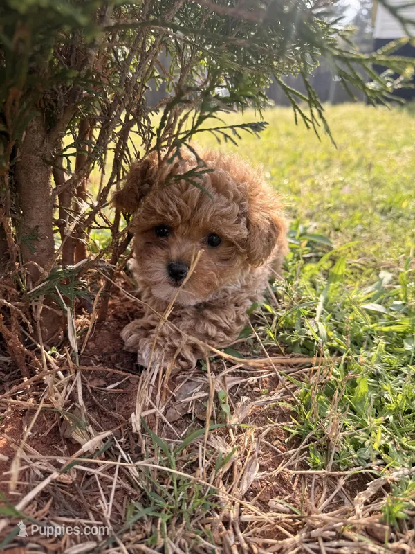 Lucas – Poodle - Miniature  puppy for sale in Griffin, GA