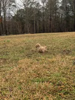 Lucas, a male Poodle - Miniature  for sale in Griffin, GA – Photo 5 of 6