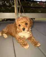 Socks, a female Poodle - Toy  for sale in Griffin, GA – 2 of 7