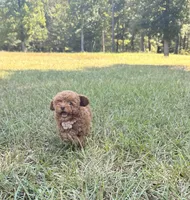 Linda, a female Poodle - Toy  for sale in Griffin, GA – 3 of 7