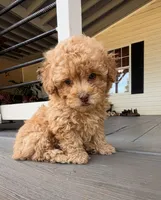Blonde , a male Poodle - Toy  for sale in Griffin, GA – 4 of 7