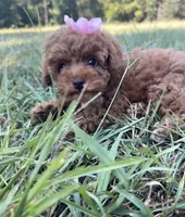 Linda, a female Poodle - Toy  for sale in Griffin, GA – 2 of 7