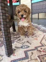 Socks, a female Poodle - Toy  for sale in Griffin, GA – 7 of 7
