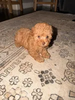 Caramel , a female Poodle - Toy  for sale in Griffin, GA – 2 of 4