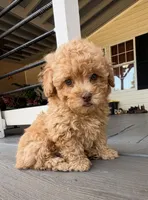 Blonde , a male Poodle - Toy  for sale in Griffin, GA – 1 of 7