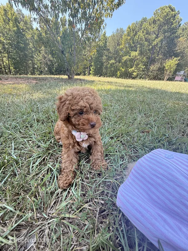 Linda – Poodle - Toy  puppy for sale in Griffin, GA